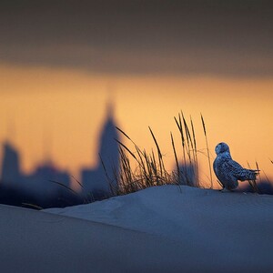 Snowy Owls like this bird may easily wander to JFK Airport in search of prey. Photo: <a href="http://www.fotoportmann.com/" target="_blank" >François Portmann</a>