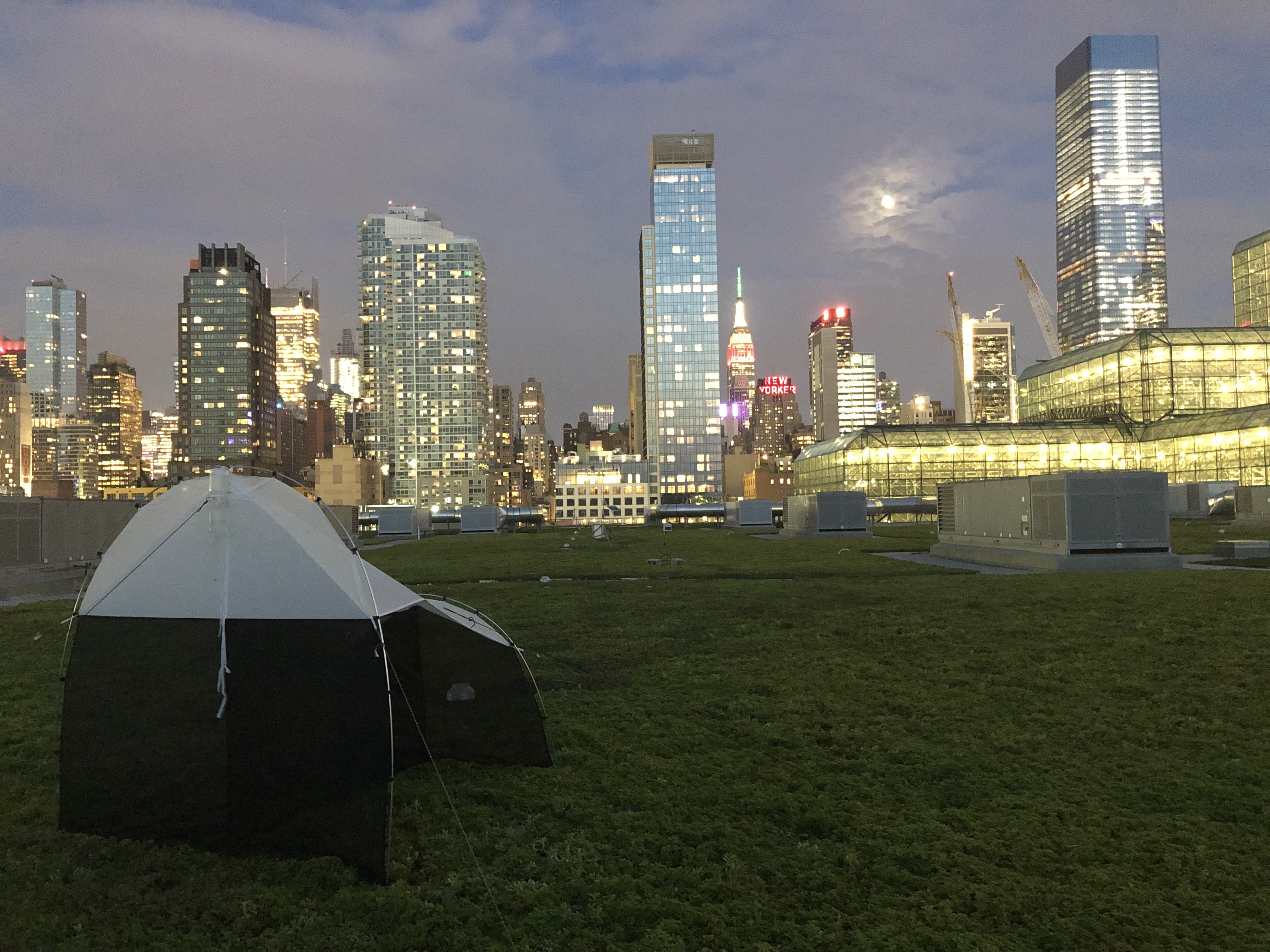 Sampling night flying arthropods to assess bat prey abundance on the Jacob K. Javits Convention Center Green Roof. Photo: NYC Bird Alliance