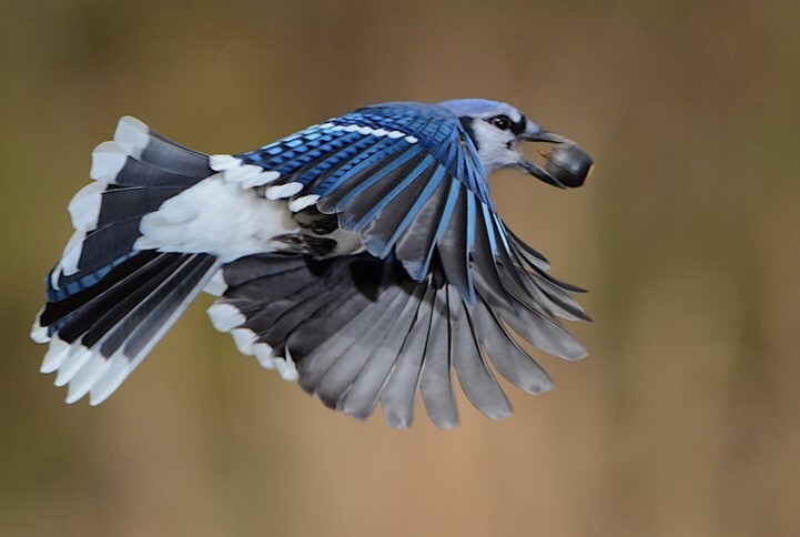 A Blue Jay with an acorn. Photo: Douglas Tallamy