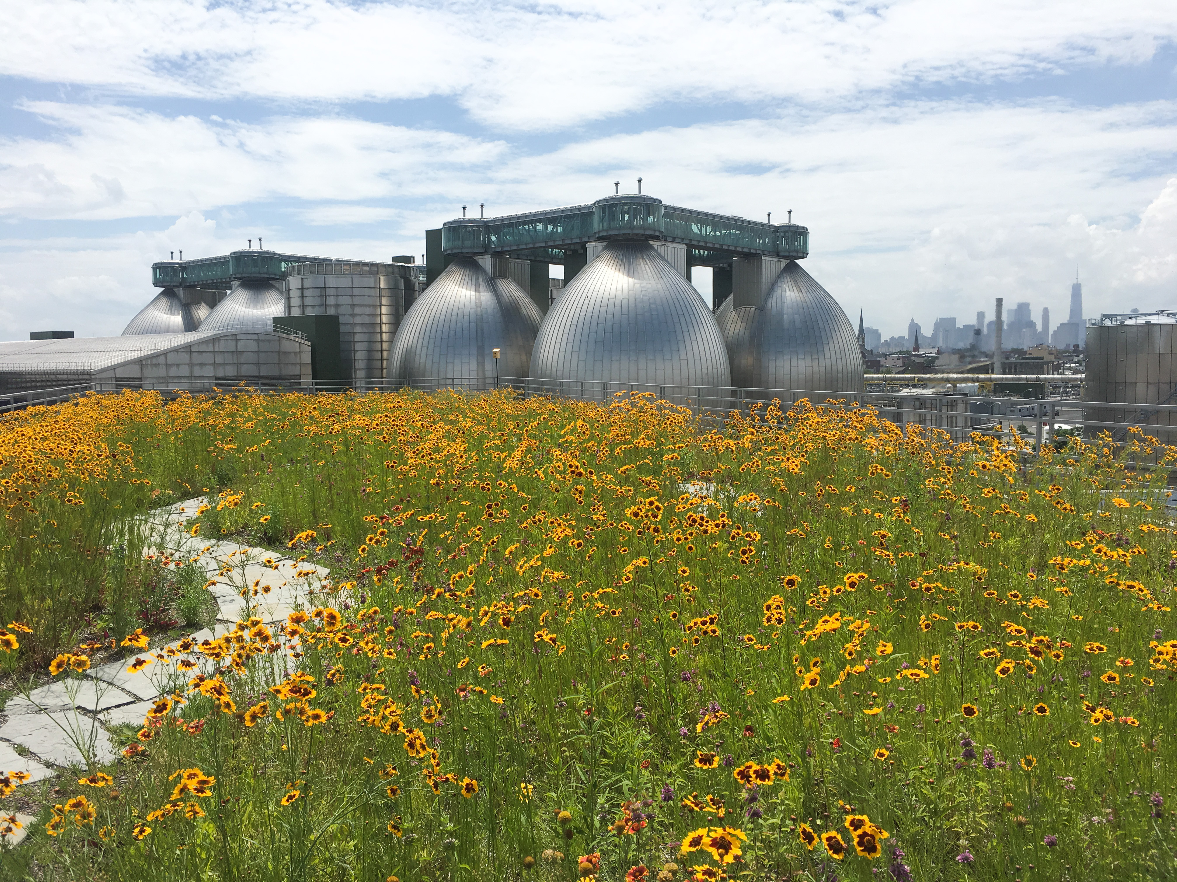 Kingsland Wildflowers at Broadway Stages with blooming Tickseed. Photo: NYC Bird Alliance