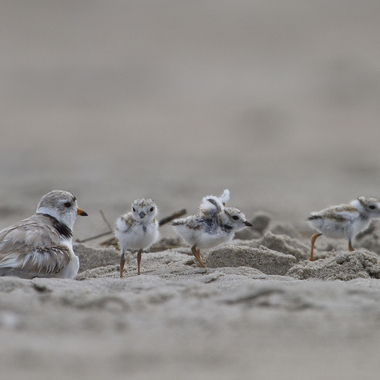The Piping Plovers of the Atlantic Coast are listed as Threatened federally, and Endangered (the highest threat level, meaning in danger of extinction) in New York State. According to Partners in Flight, the global breeding population of this species consists of only 8,400 individual birds. Photo: <a href="http://www.fotoportmann.com/" target="_blank" >François Portmann</a>

