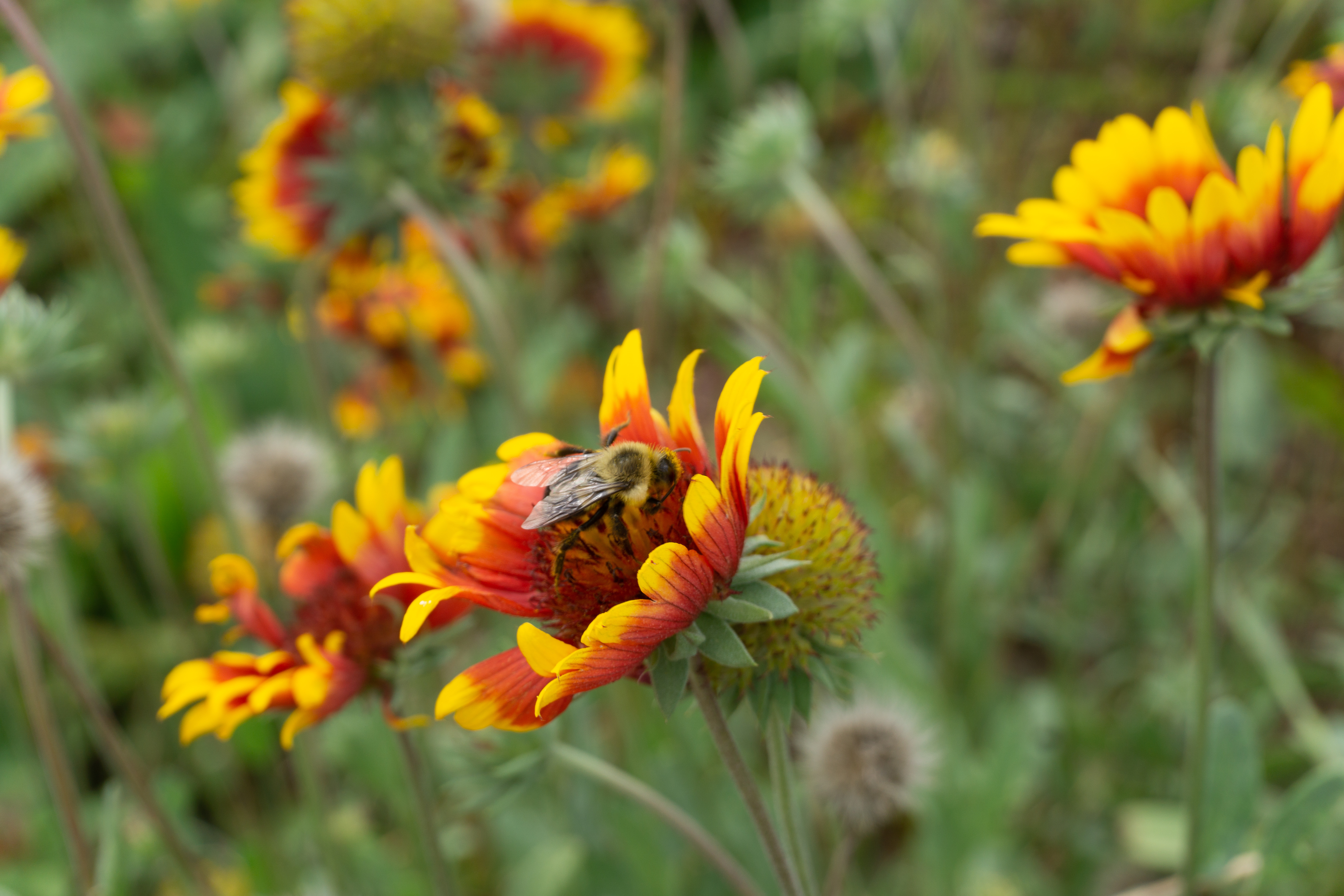 Pollination in Action on the Kingsland Wildflowers at Broadway Stages Green Roof. Photo: NYC Bird Alliance