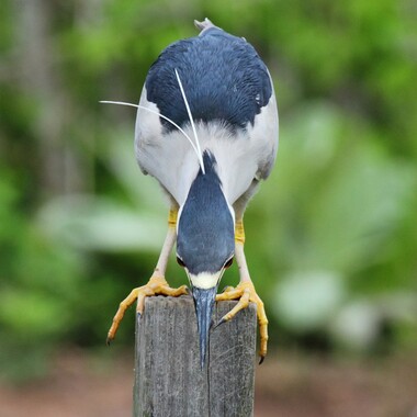 The Black-crowned Night Heron is the most abundant wading bird nesting on the City's Harbor Heron Islands. Photo: <a href="https://www.flickr.com/photos/51819896@N04/" target="_blank">Lawrence Pugliares</a>