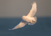 Snowy Owl in flight. Photo: David Speiser