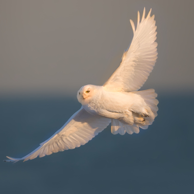 Snowy Owl in flight. Photo: <a href="https://www.lilibirds.com/" target="_blank" >David Speiser</a>
