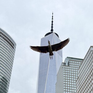 Black-crowned Night Heron in flight in downtown Manhattan. Photo: NYC Bird Alliance