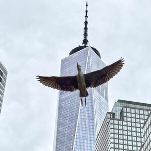 Black-crowned Night Heron in flight in downtown Manhattan. Photo: NYC Bird Alliance