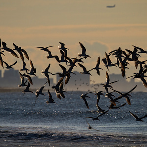 Black Skimmers breed on the Rockaway Peninsula. Photo: <a href="https://www.fotoportmann.com/" target="_blank">François Portmann</a>