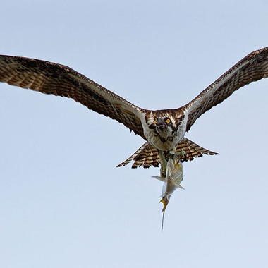 An Osprey brings a fish to its nest in Jamaica Bay Wildlife Refuge, Queens. Photo: <a href="http://www.fotoportmann.com/" target="_blank" >François Portmann</a>
