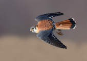 An American Kestrel in Flight. Photo: David Speiser