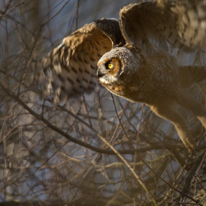 A fledgling Great Horned Owl takes flight in NYC. Photo: François Portmann