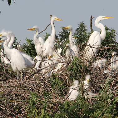 Great Egret adults and nestlings (with a few Snowy Egrets) on their nests, just a few feet from the ground,  in Jamaica Bay. Photo: <a href="https://www.facebook.com/don.riepe.14" target="_blank" >Don Riepe</a>