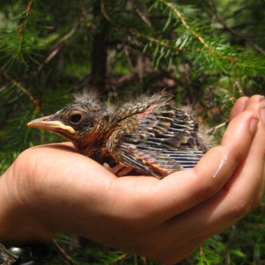This nestling American Robin shows the patches of bare skin and sheathed “pin feathers” typical of birds this age. This bird is too young to leave the nest. Photo: Megan Jankowski