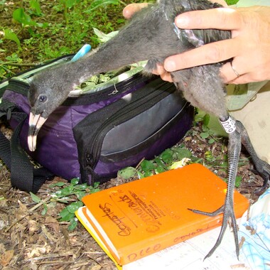 A Glossy Ibis chick, just banded, on an island in the lower New York Harbor. Photo: NYC Bird Alliance