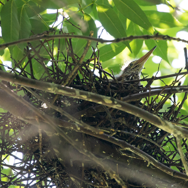 Hunting Green Herons may stay stock still for minutes on end before nabbing its prey (usually a fish, amphibian, or insect) with a sharp lunge. Photo: <a href="https://www.lilibirds.com/" target="_blank" >David Speiser</a>
