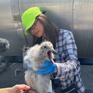 Junko Suzuki - Seasonal Bird Survey Technician