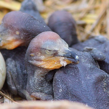 Recently hatched Double-crested Cormorant chicks on a Jamaica Bay Island. Photo: Jeffrey Kolodzinski
