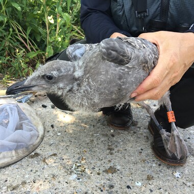 A just-banded fledgling Herring Gull on an island in lower NY Harbor. Each bird gets a metal “federal band” (with a number assigned by the U.S. Geological Survey Bird Banding Lab) and a plastic “field readable” band (the orange band on this young Herring Gull, which is larger and easier to spot by observers in the field). Photo: Debra Kriensky
