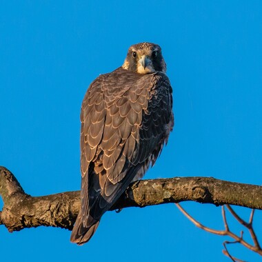 An immature Peregrine Falcon surveys Mount Loretto Unique Area. Photo: <a href="https://www.flickr.com/photos/51819896@N04/" target="_blank">Lawrence Pugliares</a>