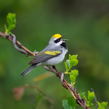 Golden-winged Warbler. Photo: Raymond Hennessey