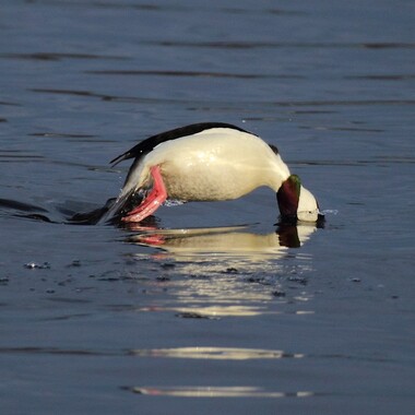 Wintering Bufflehead dive for fish in Brooklyn's waterways. Photo: <a href="https://www.flickr.com/photos/51819896@N04/" target="_blank">Lawrence Pugliares</a>