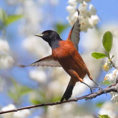 Orchard Orioles nest in Pelham Bay Park. Photo: <a href="https://www.lilibirds.com/" target="_blank">David Speiser</a>