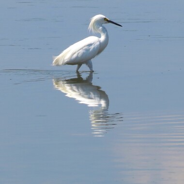 Snowy Egrets regulary go fishing in the Bay's shallow waters. Photo: <a href="https://www.flickr.com/photos/92057307@N05/" target="_blank">Keith Michael</a>