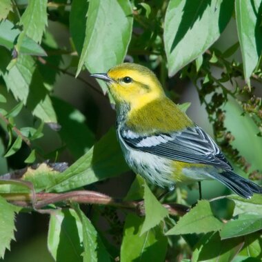 Black-throated Green Warbler. Photo: Kelly Colgan Azar
