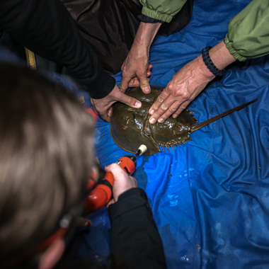 Every May and June, community science volunteers tag horseshoe crabs to monitor their populations. Photo: Bianca Otero
