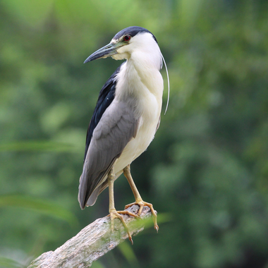 Black-crowned Night-Herons breed on islands off of Staten Island's southern shore, but find good sustenance across the entire island. 
Photo: <a href="https://www.flickr.com/photos/89780664@N05/" target="_blank">Dave Ostapiuk</a>