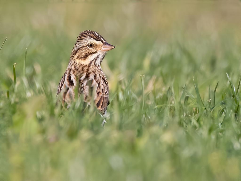 Savannah Sparrows nest in the grasslands of Floyd Bennett Field. Photo: David Speiser