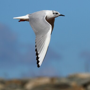 Bonaparte's Gulls are winter visitors to Wolfe's Pond Park. Photo: <a href="https://www.flickr.com/photos/120553232@N02/" target="_blank">Isaac Grant</a>