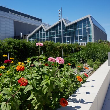 Atop the 6.75-acre green roof on the Javits Center. PC: Argenis Apolinario.