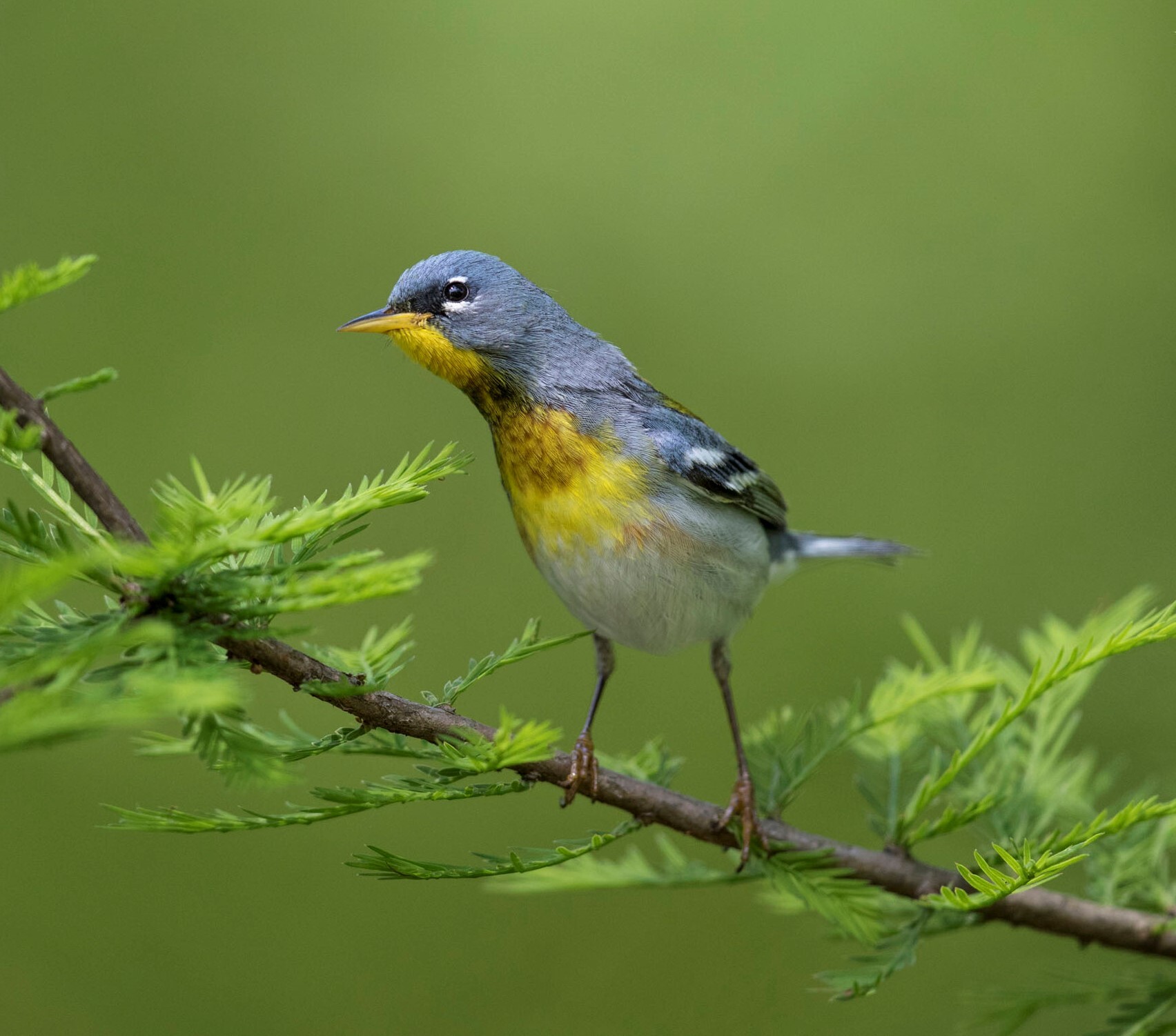 Resurrection Cemetery is a good spot for migrants like the Northern Parula. Photo: <a href="https://www.fotoportmann.com/" target="_blank">François Portmann</a>