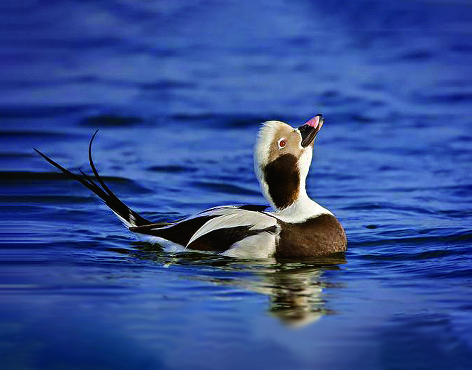 Long-tailed Ducks winter over in the sheltered waters of Dead Horse Bay. Photo: <a href="https://www.lilibirds.com/" target="_blank">David Speiser</a>