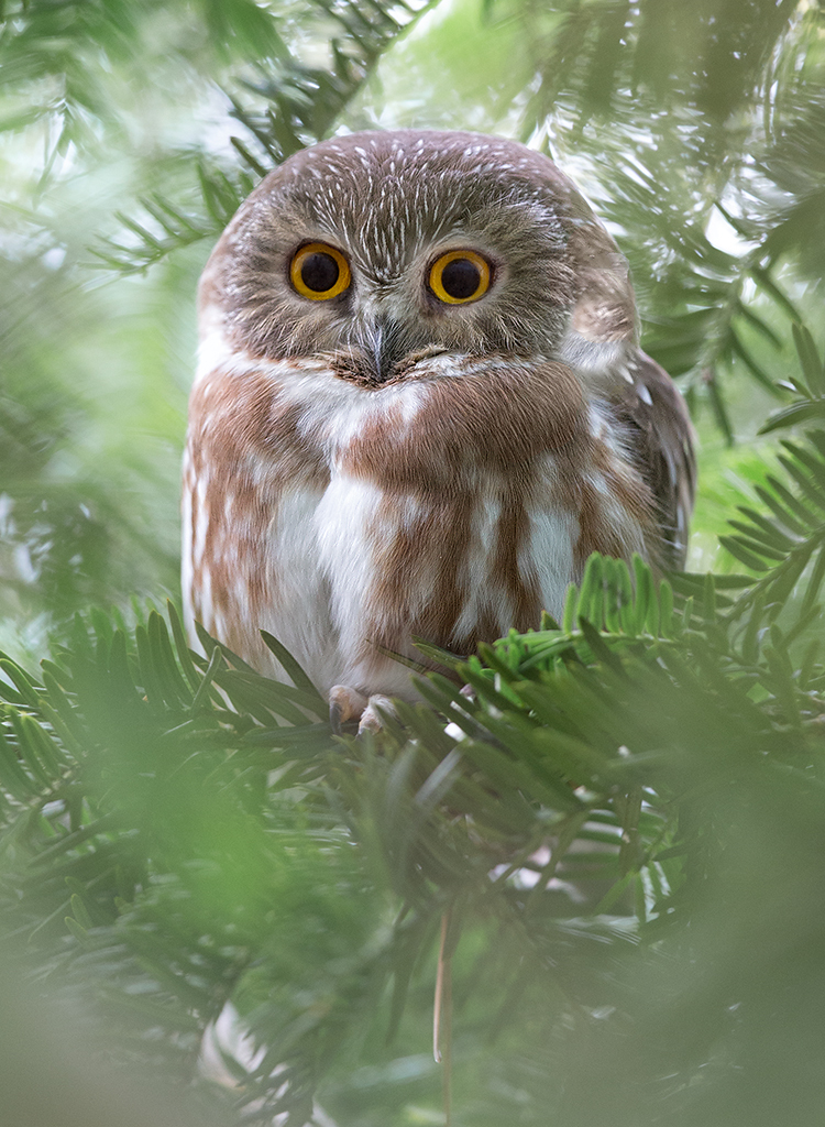 Northern Saw-whet Owl. Photo: David Speiser
