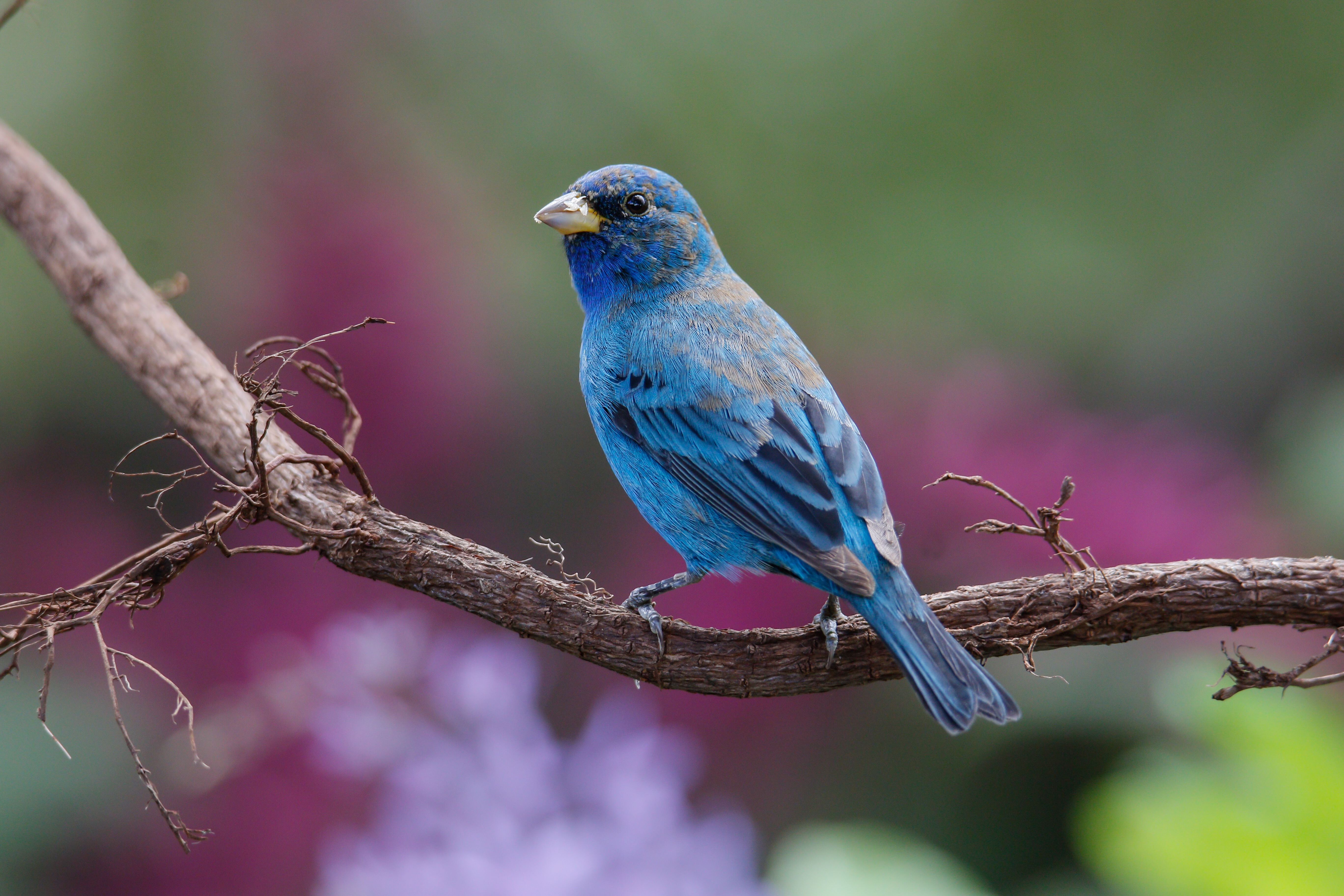 Indigo Buntings have nested recently in Calvert Vaux Park.” Photo: Julie Torkomian/Audubon Photography Awards