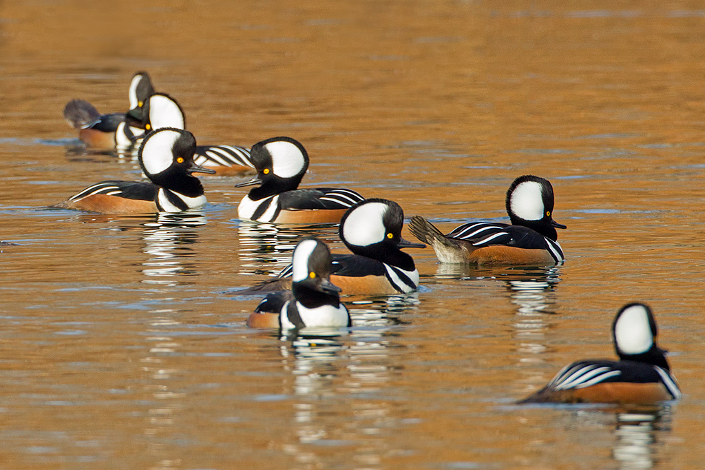 Hooded Mergansers can sometimes be viewed close up along the Reservoir’s edge. Photo: <a href="https://www.pbase.com/btblue" target="_blank">Lloyd Spitalnik</a>