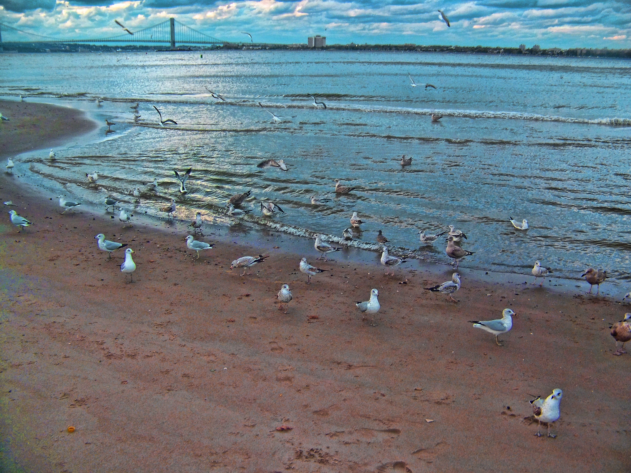 Ring-billed Gulls gathered along the shoreline of Gravesend Bay, with the Verrazano-Narrows Bridge in the background. Photo: Lisanne!