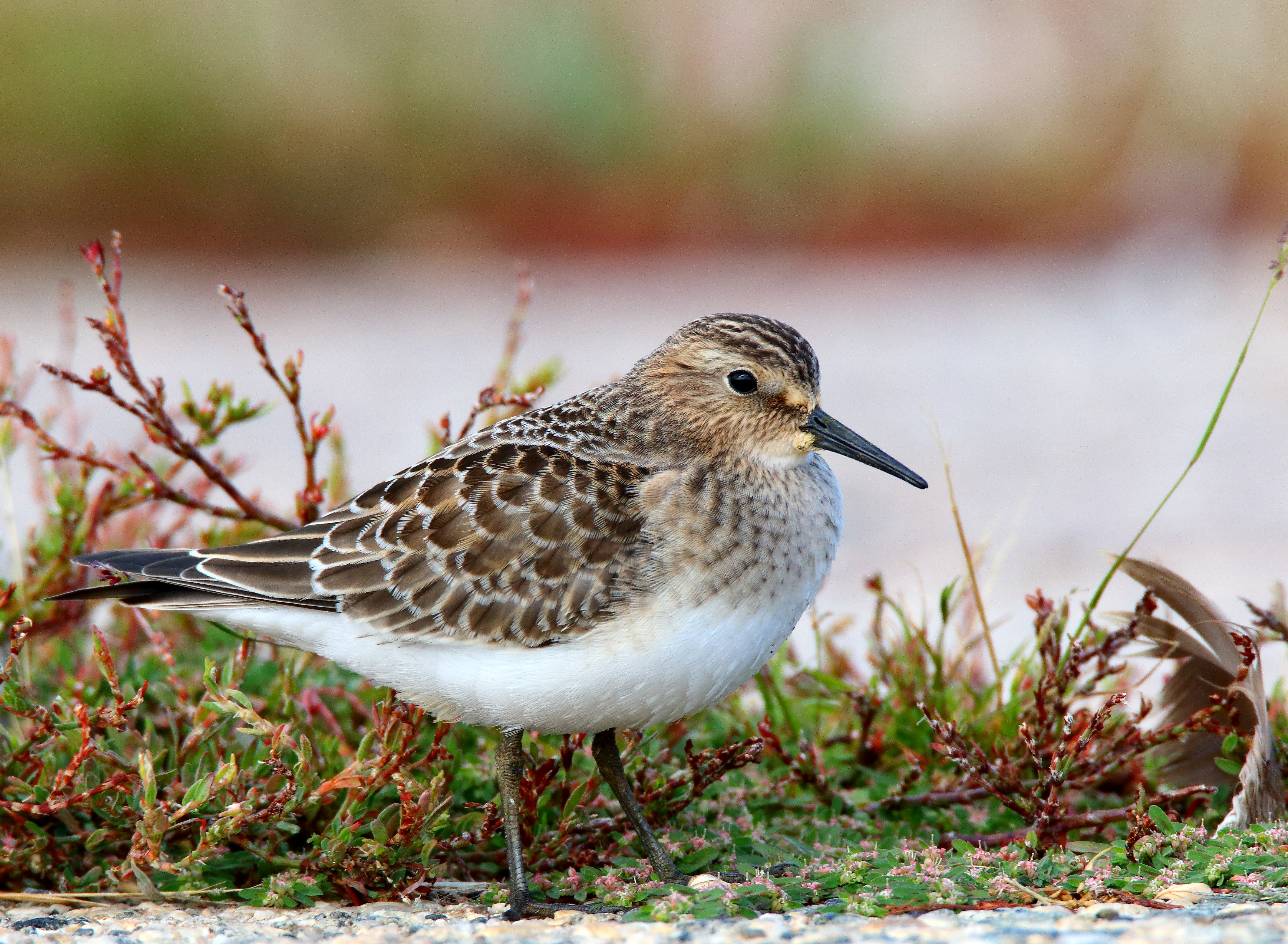 A Baird's Sandpiper visits Miller Field.  Photo: <a href="https://www.flickr.com/photos/120553232@N02/" target="_blank">Isaac Grant</a>