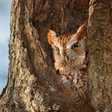 The Screech Owl's eery call can be heard in the night in Clove Lakes Park. Photo: <a href="https://www.flickr.com/photos/120553232@N02/" target="_blank">Isaac Grant</a>
