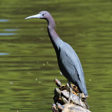 Little Blue Herons, which nest on Hoffman Island, south of Staten Island, come to forage in Clove Lakes Park. Photo: <a href="https://www.flickr.com/photos/89780664@N05/" target="_blank">Dave Ostapiuk</a>